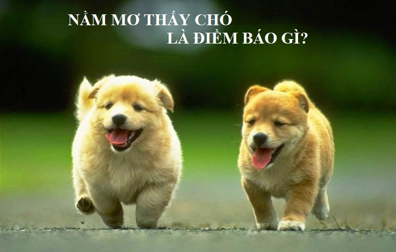 Nằm mơ thấy chó